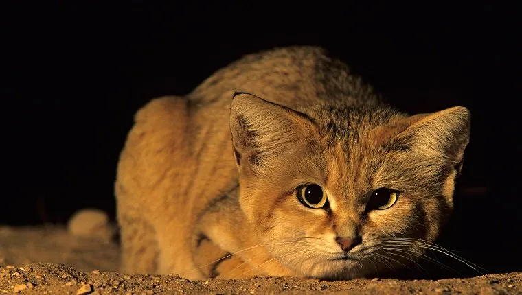 Sand cat, Felis margarita. Hai-Bar Wildlife Park, Israel