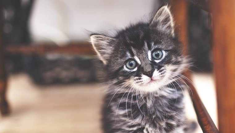 Kitten looking at camera