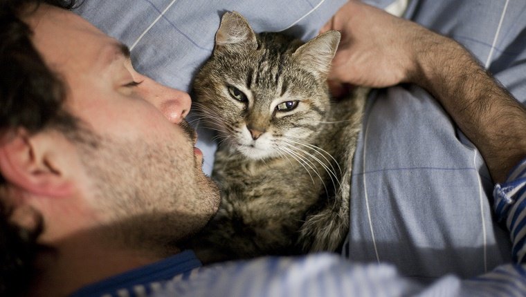 Cat is looking up from bed while sleeping in bed next to young man.