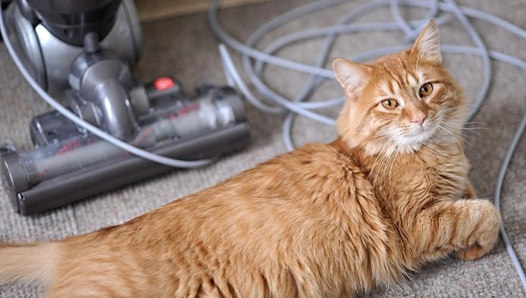 A Cat sits in front of a vacuum with a tangled cord.