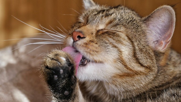 Close-Up Of Cat Licking Leg