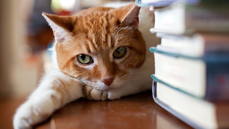 Cat lies down near a stack of books and gives a judgemental glare.