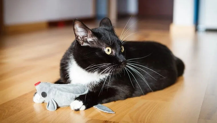 Cat playing with mouse-toy