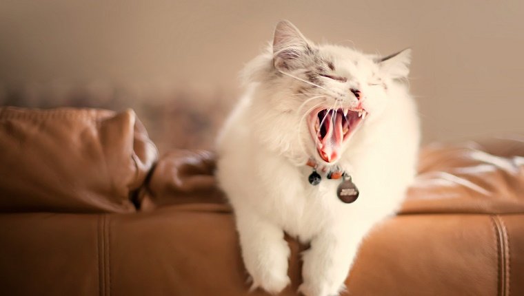 White cat yawning