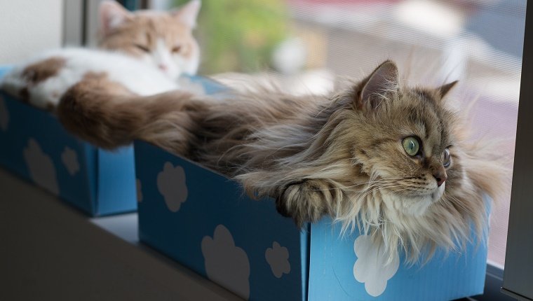 Pair of cats in blue and white boxes on windowsil