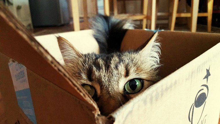 Portrait Of Maine Coon Hiding In Box