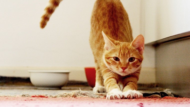 Stretching tabby Orange Cat.