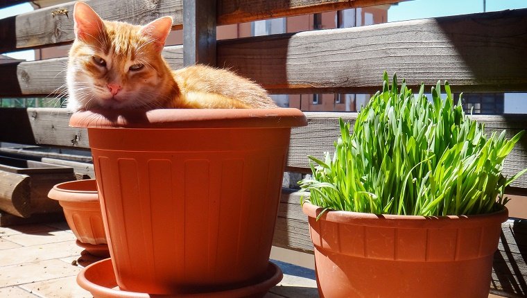 A green eyes red cat is sleeping in a plastica red vase beside another red vase that contains fresh catnip