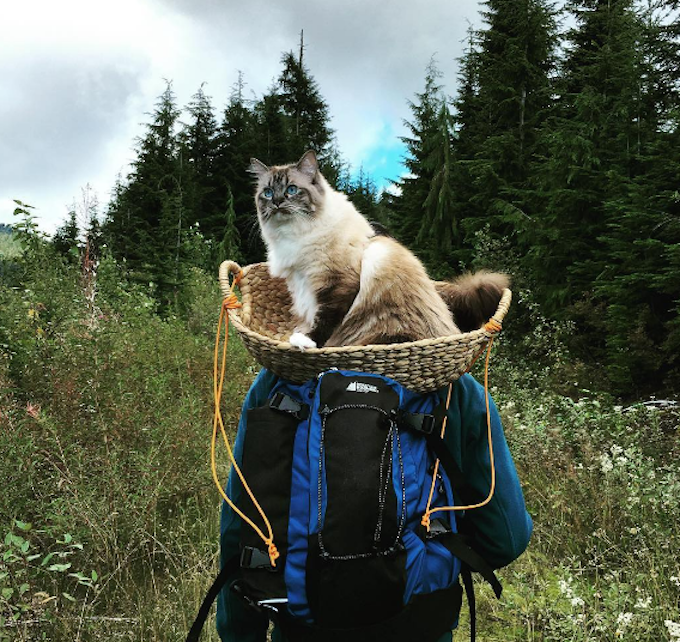 Adventure-Cat-Mishka