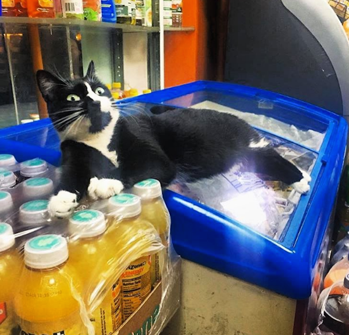 Bodega-Cats-Cooler