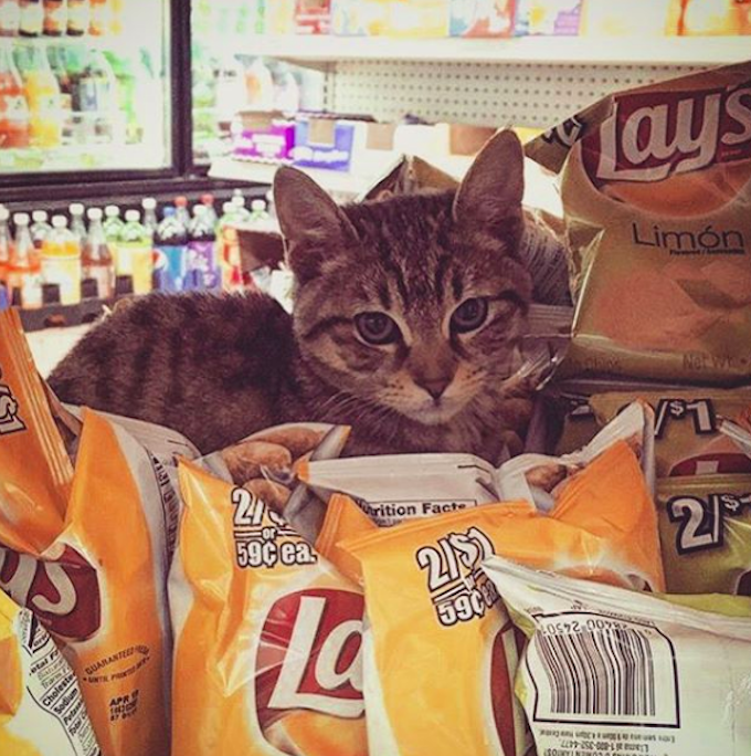 Bodega-Cats-Lays-Chips