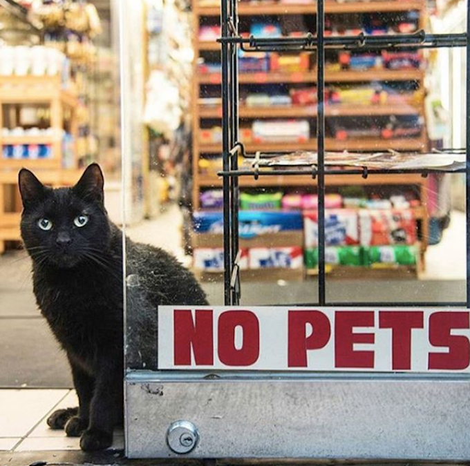 Bodega-Cats-No-Pets-Sign-No-Dogs