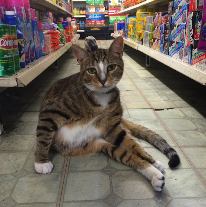 Bodega-Cats-Pounce