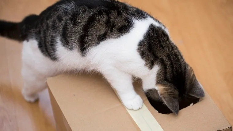 cat playing with cardboard box