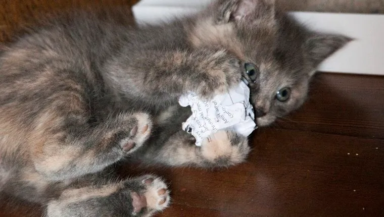 Kitten playing with ball of paper