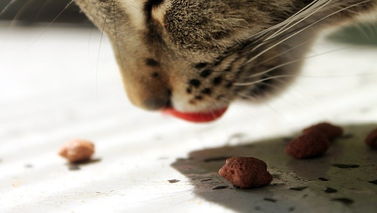 Close-Up Of Cat Eating Food