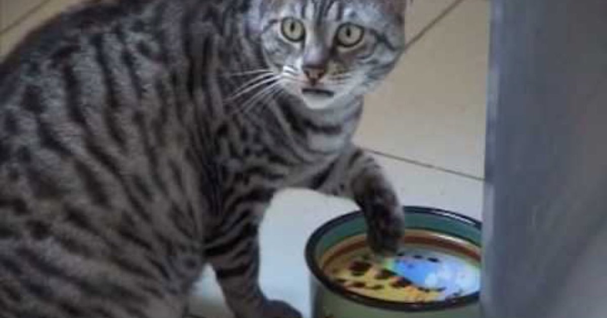 Why Do Some Cats Drink Water With Their Paws? CatTime