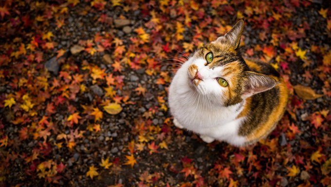 cat sitting in leaves
