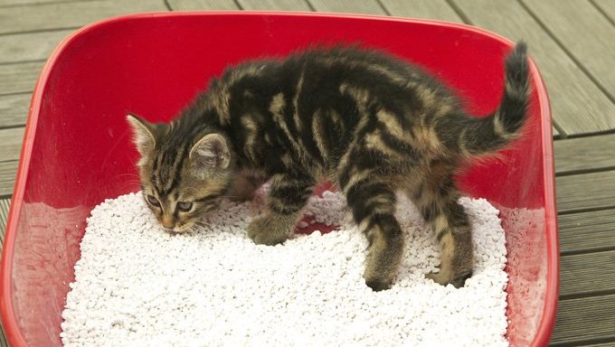 kitten in red litter box