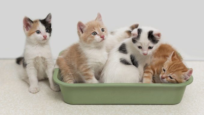 kittens in a litter box