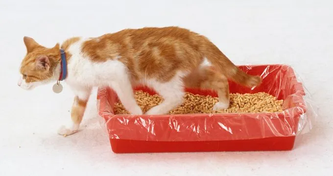cat getting out of litter box