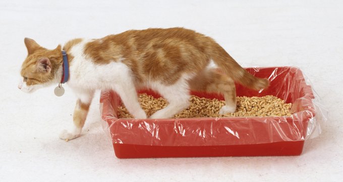 cat getting out of litter box