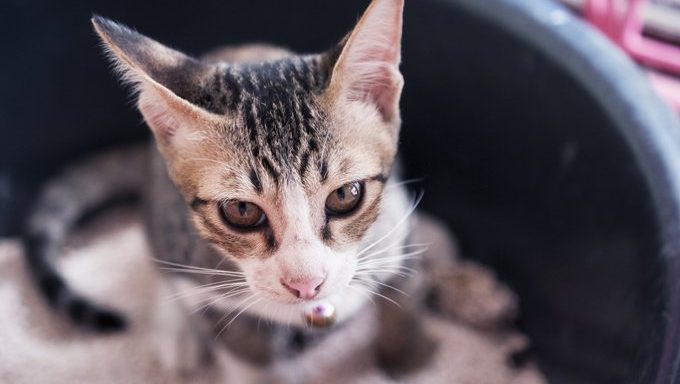 cat in litter box