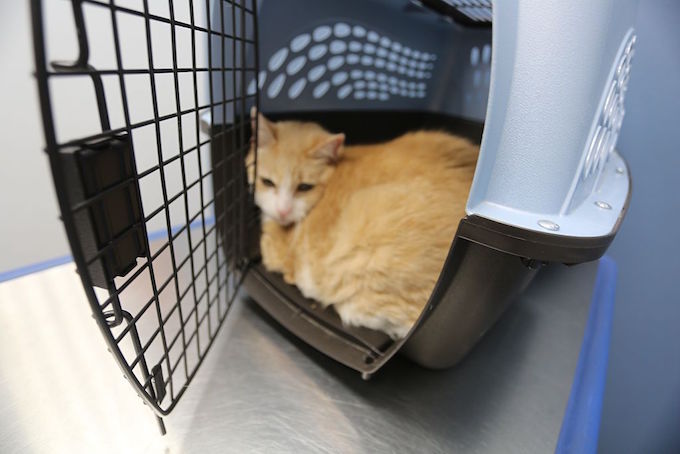 MONROE - SEPTEMBER 21: Vanessa, an orange and white cat, inside of her carrier before getting an examination by a veterinarian at the Pets I Love Veterinary Hospital on September 21, 2016 in Monroe, NY. (Photo by Waring Abbott/Getty Images)