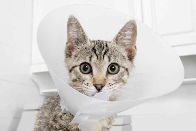 Cat wearing a protective collar