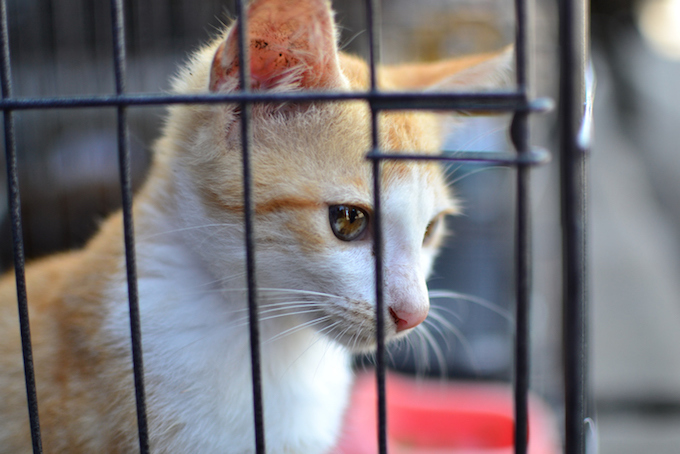 Orange Cat in The Cage