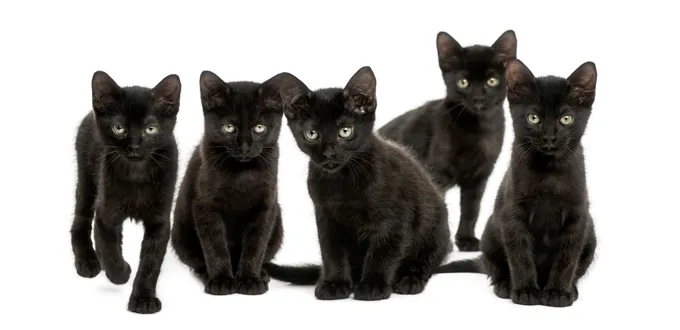 black cats on white background