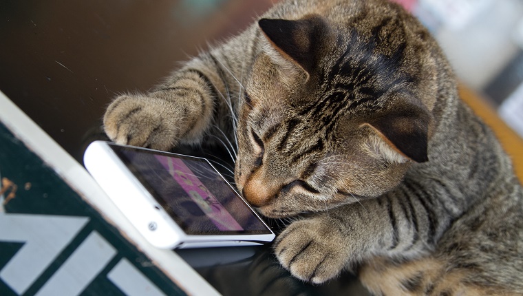Cat touch the smartphone