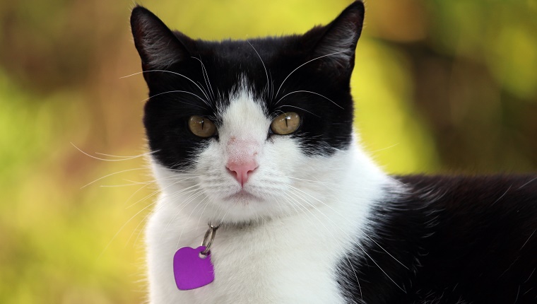 Black and white domestic house cat with an attitude