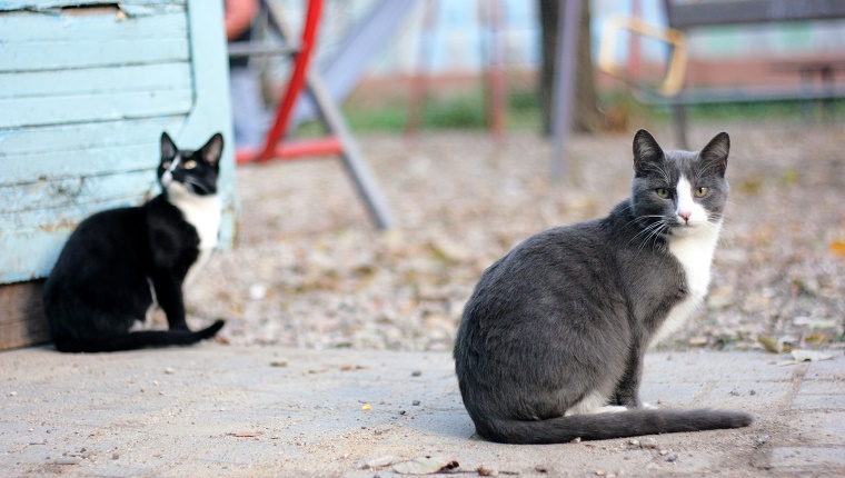 Is Having A Feral Cat For Your Yard A New Trend? - CatTime