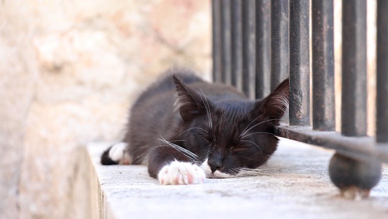 Stray black cat with white paws and whiskers sleeping outdoors