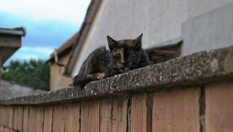 A tortoiseshell cat lying on a wall