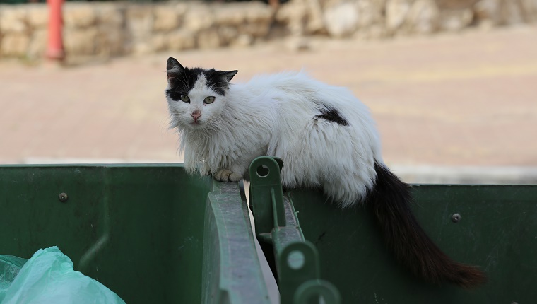 White and black cat with beautiful but filthy fur, stands in between two green trash cans. Hungry street cat looking after food in a plastic rubbish bin.