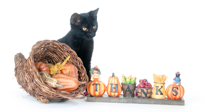 Black cat sitting next to cornucopia and thanksgiving sign.