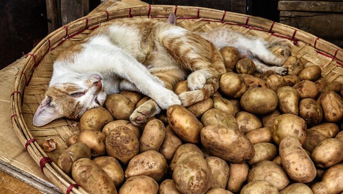 Adorable cat sleeping in a basket of fresh new potatoes