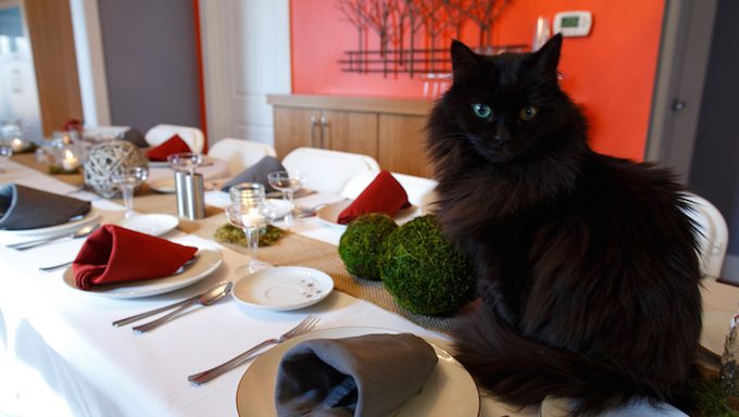 A black cat sit on top of a holiday dinner table.