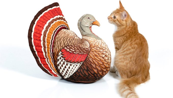 Kitten sitting with a vintage Thanksgiving turkey pillow on 255 white.