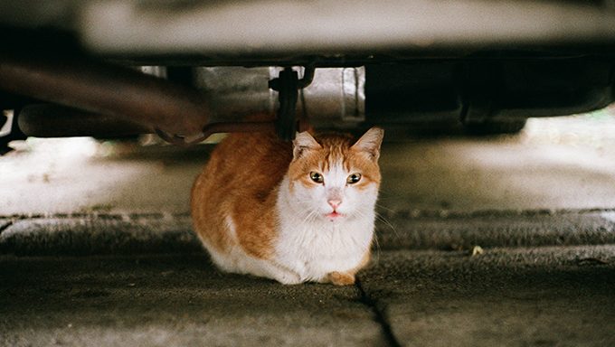 cat under car