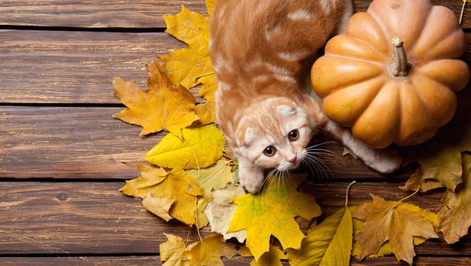 Ginger kitty and maple leafs near a pumpkin