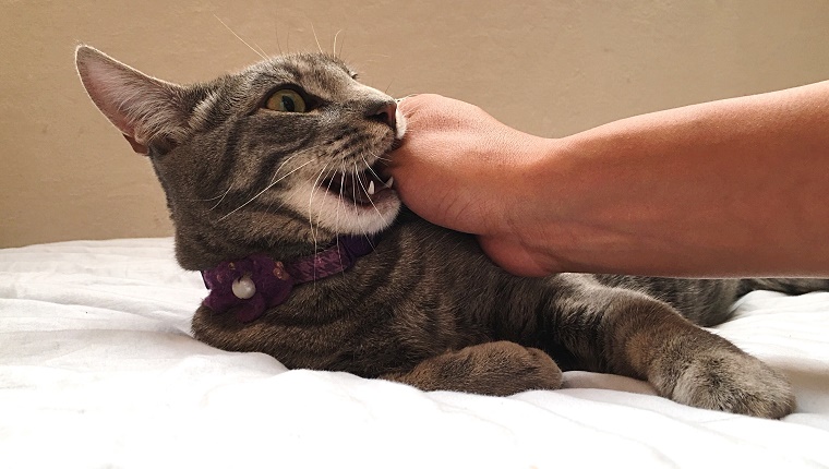 Close-Up Of Kitten Biting Hand