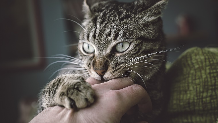 Portrait of tabby cat biting and scratching owner's hand
