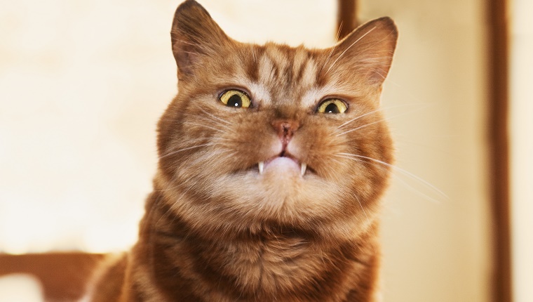 A British shorthair cat with fangs sticking out of his mouth staring at the camera