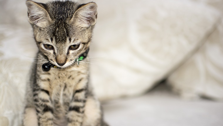 Sad looking kitten. Soft focus is expected due to shallow depth of field to isolate the subject.