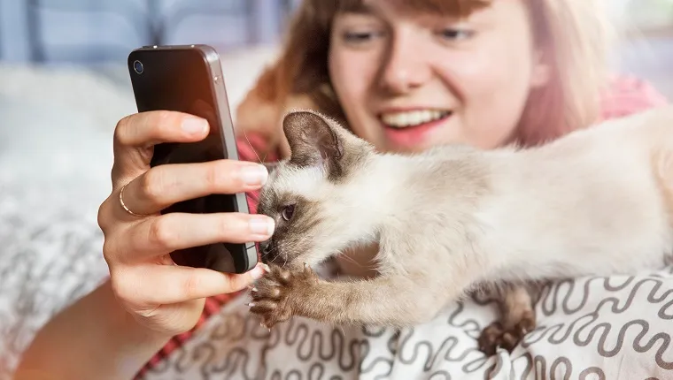 Kitten looks at mobile phone screen.