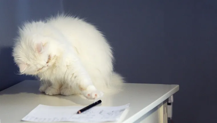Cat playing with pencil