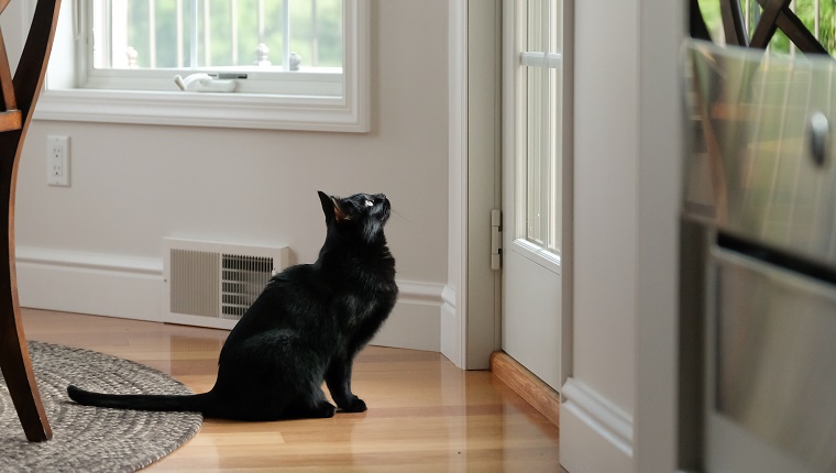 Black cat sits expectantly by door, looking up and through glass panes to see what is outside.